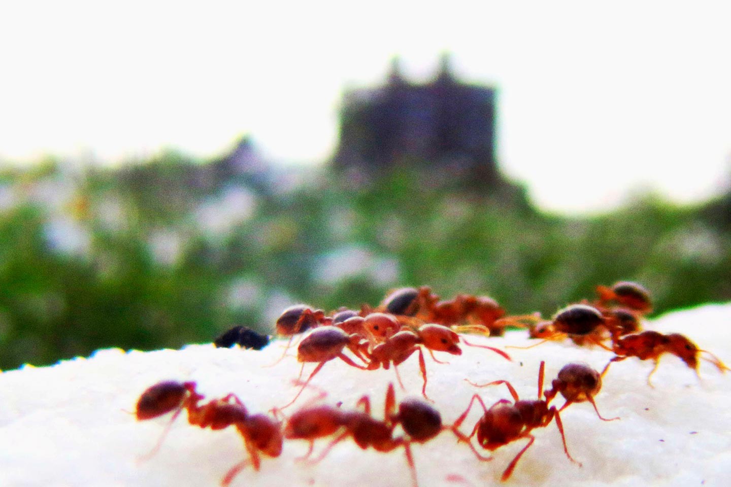 Les fourmis bougent