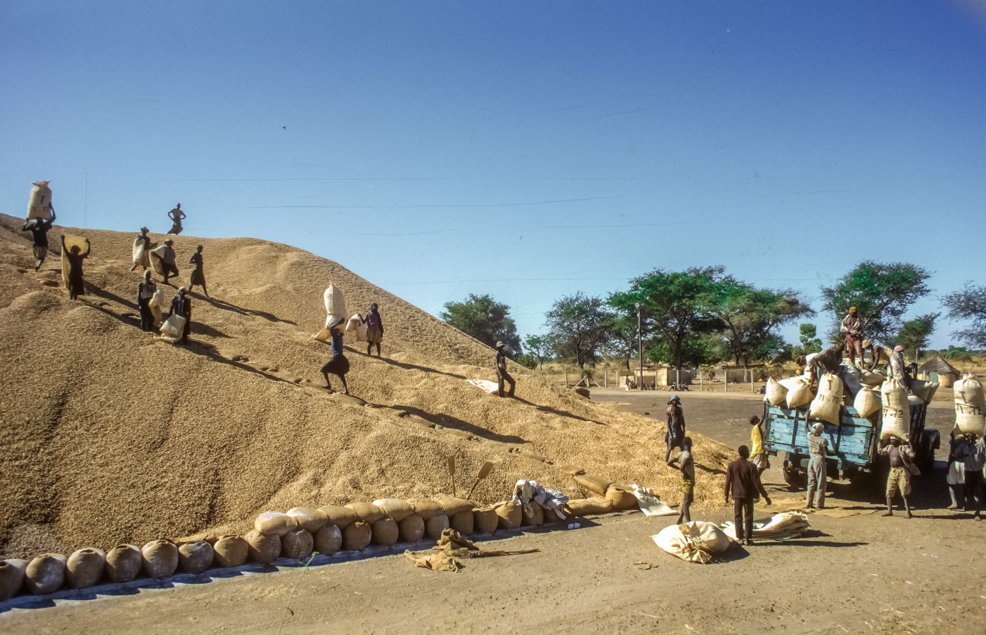 Tournesol en graines Sénégal