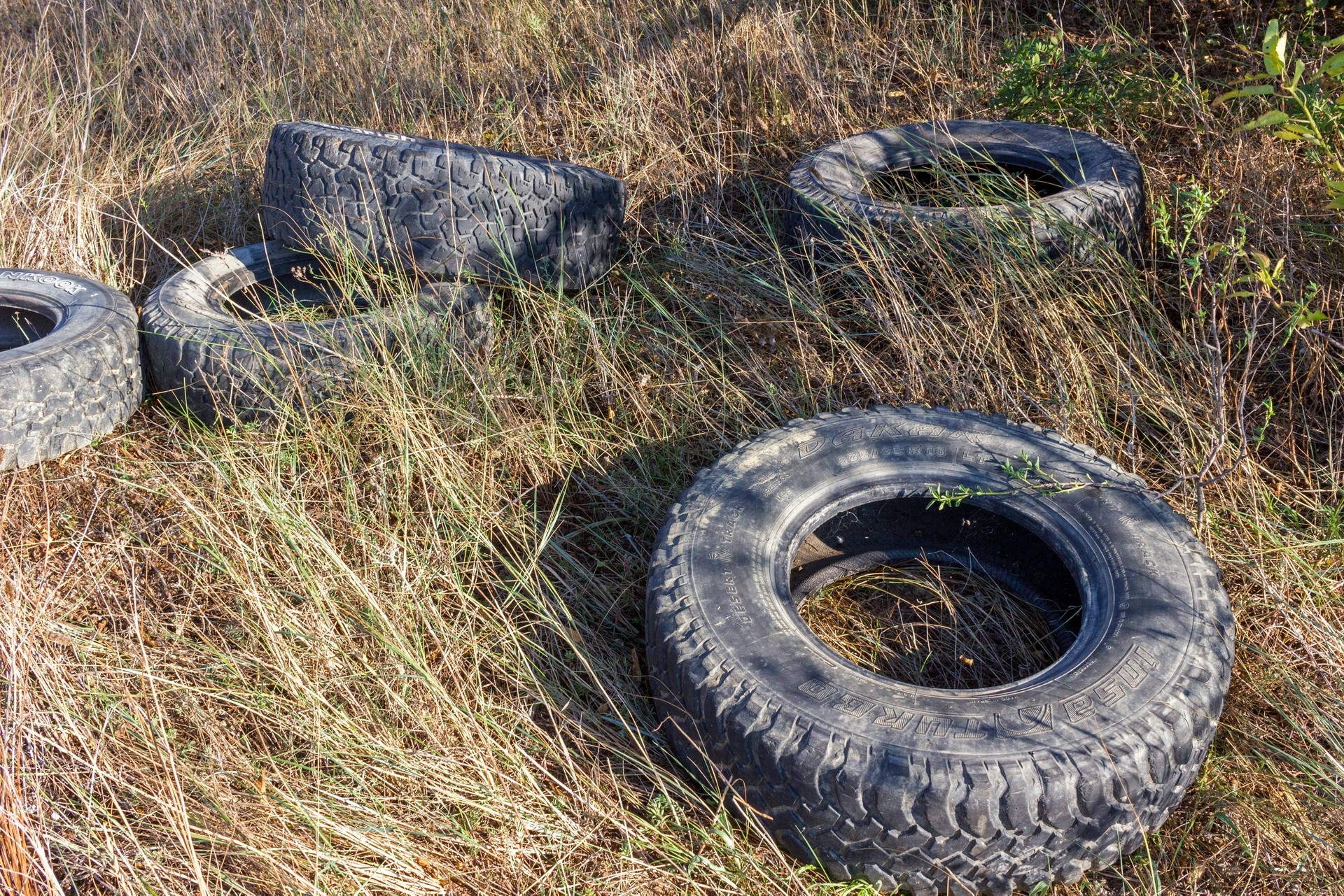 Le moustique tigre rugit dans les ruines du capitalisme