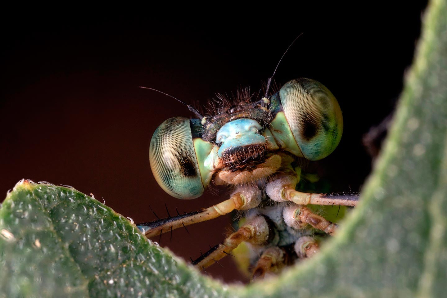 Les insectes n’ont plus que leurs gros yeux pour pleurer