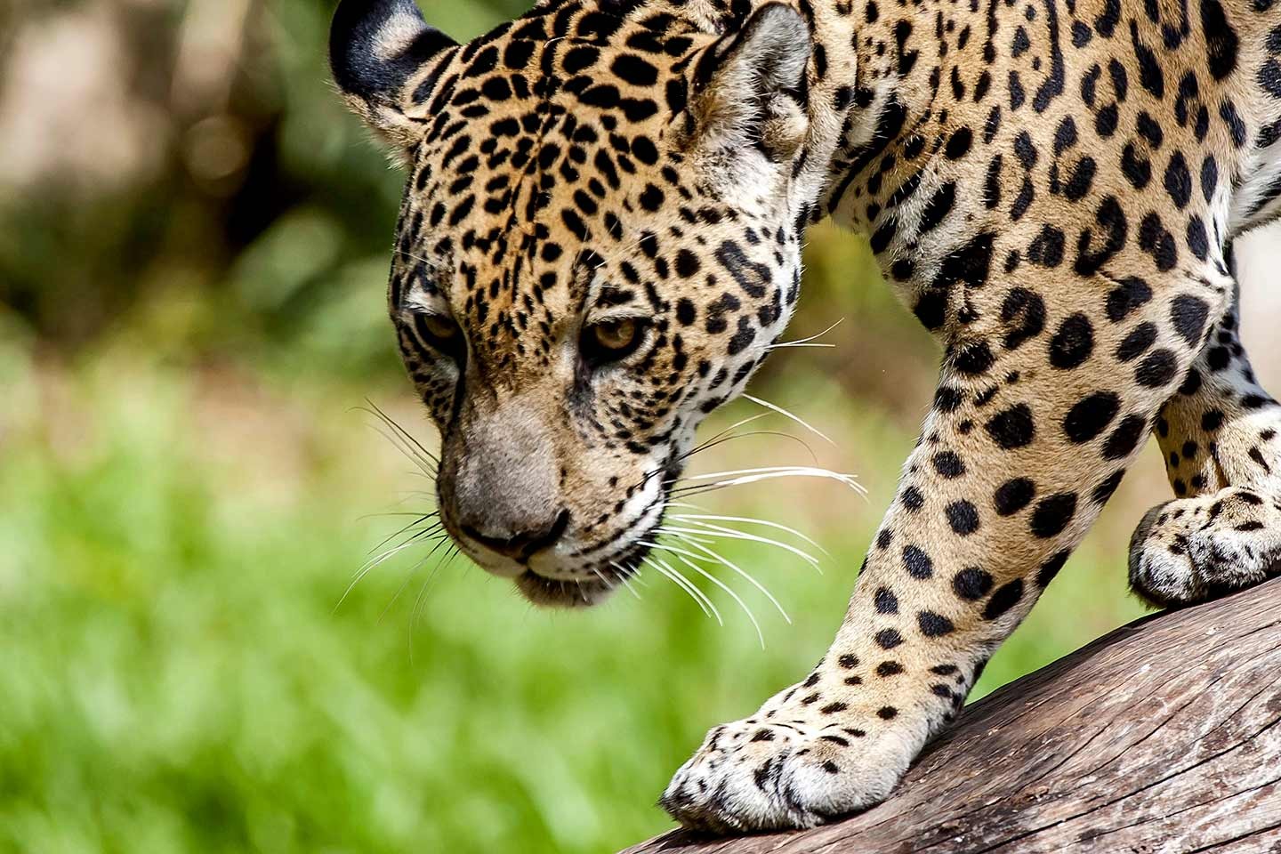 La course arrêtée des jaguars