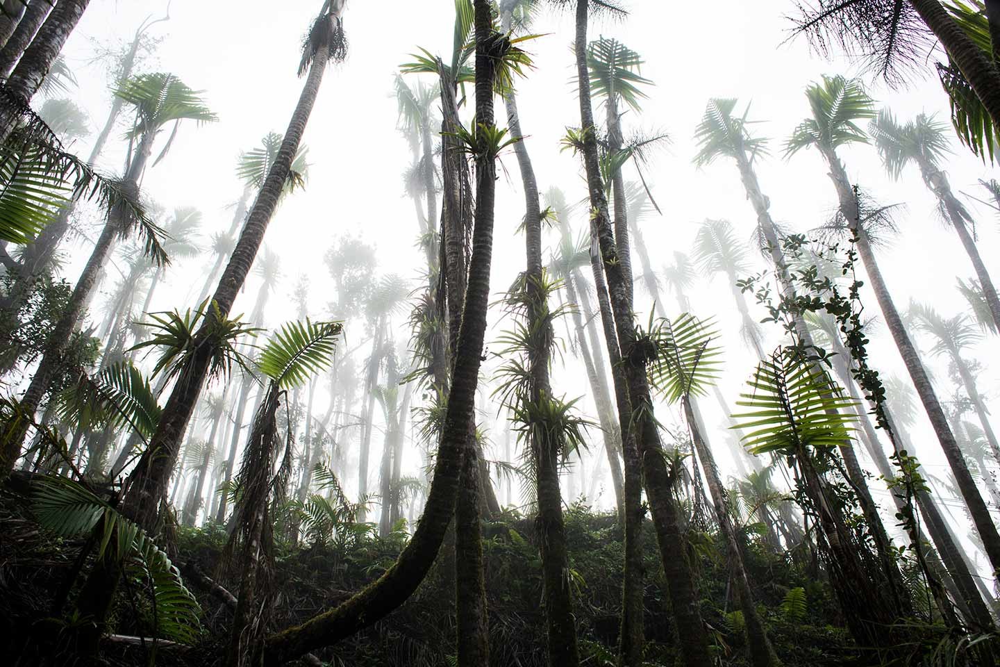 Forêt d’El Yunque