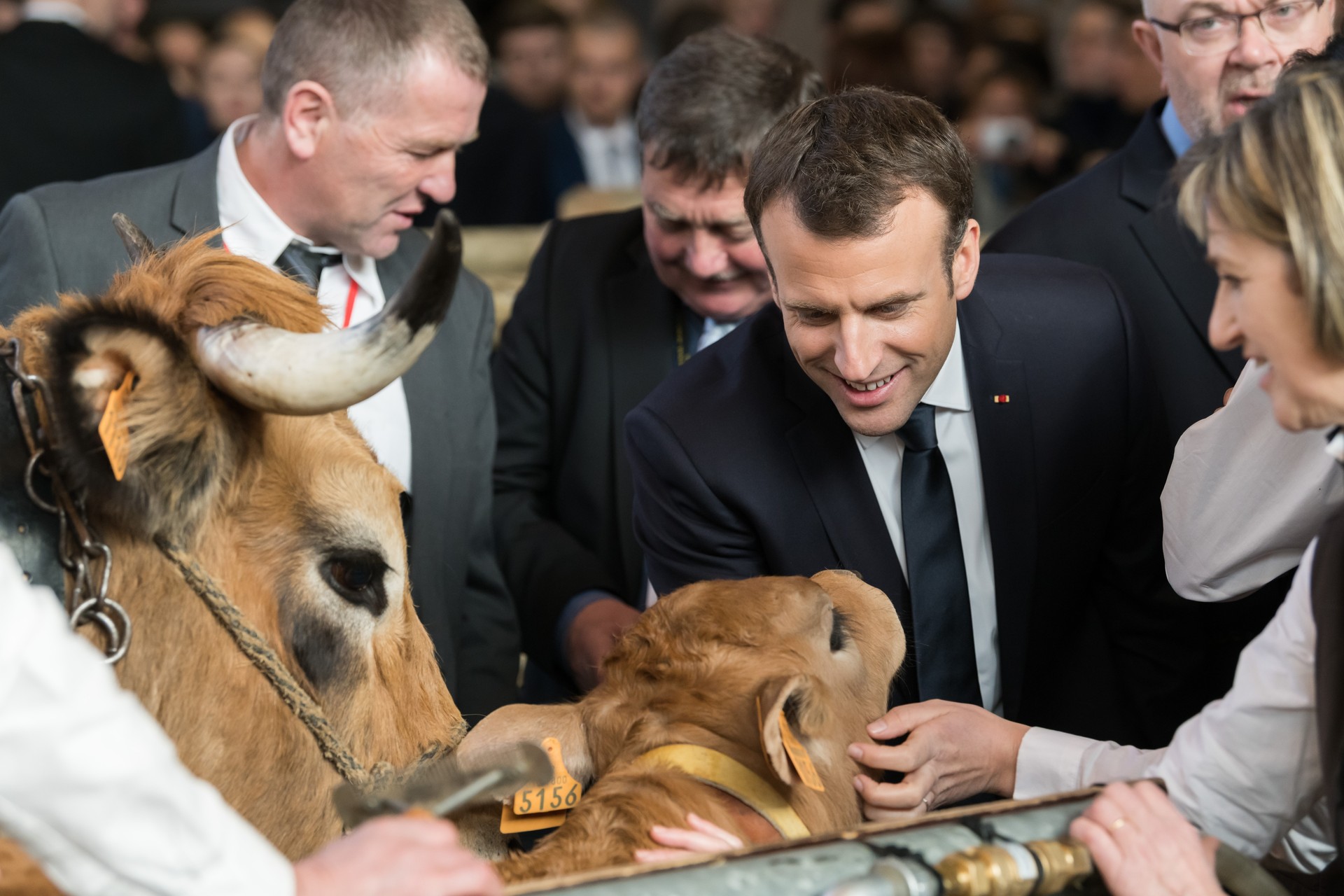 Emmanuel Macron avec des vaches