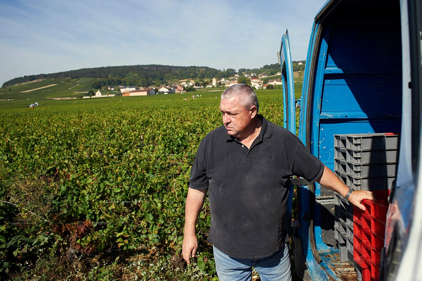 Jean-Pierre Charlot dans ses vignes de Volnay pendant les vendanges de septembre