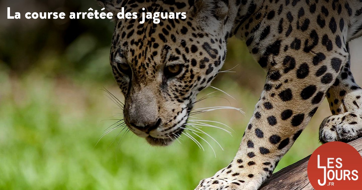 Le jaguar retrouve peu à peu son habitat naturel en Argentine
